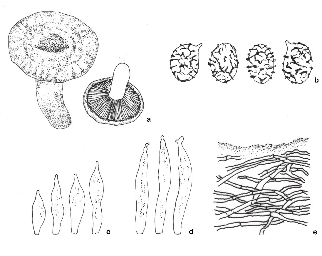 Lactarius - Fungalpedia