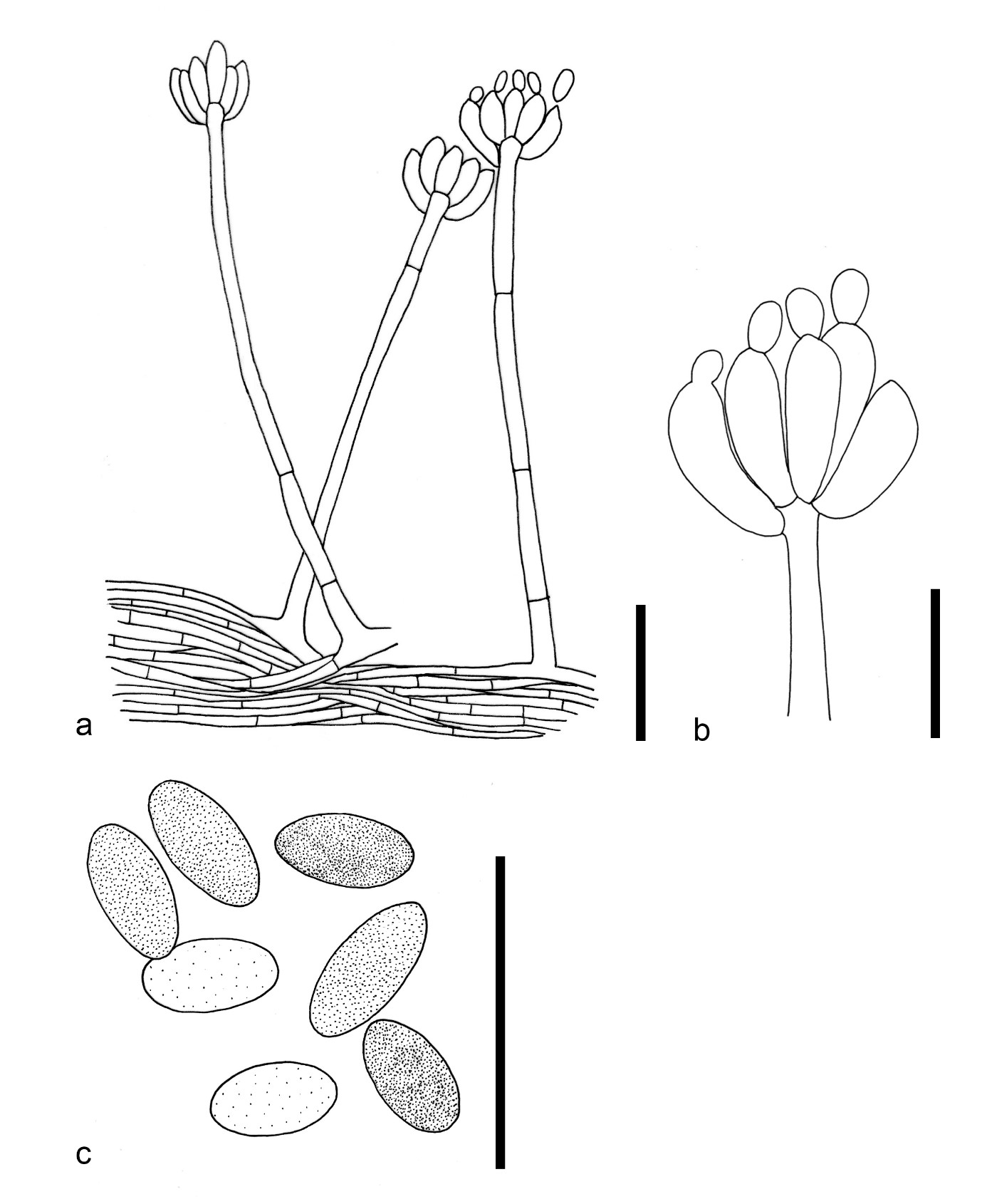 Sirastachys - Fungalpedia